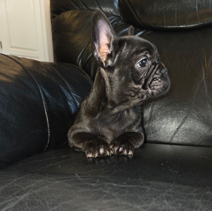 RARE CHOCOLATE-COLORED  FRENCH BULLDOG PUPPY AKC