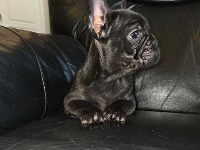 RARE CHOCOLATE-COLORED FRENCH BULLDOG PUPPY AKC
