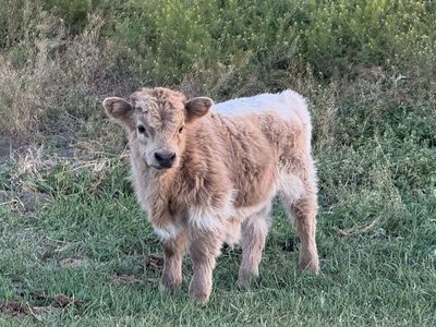 Mini Highland Bull calf for sale
