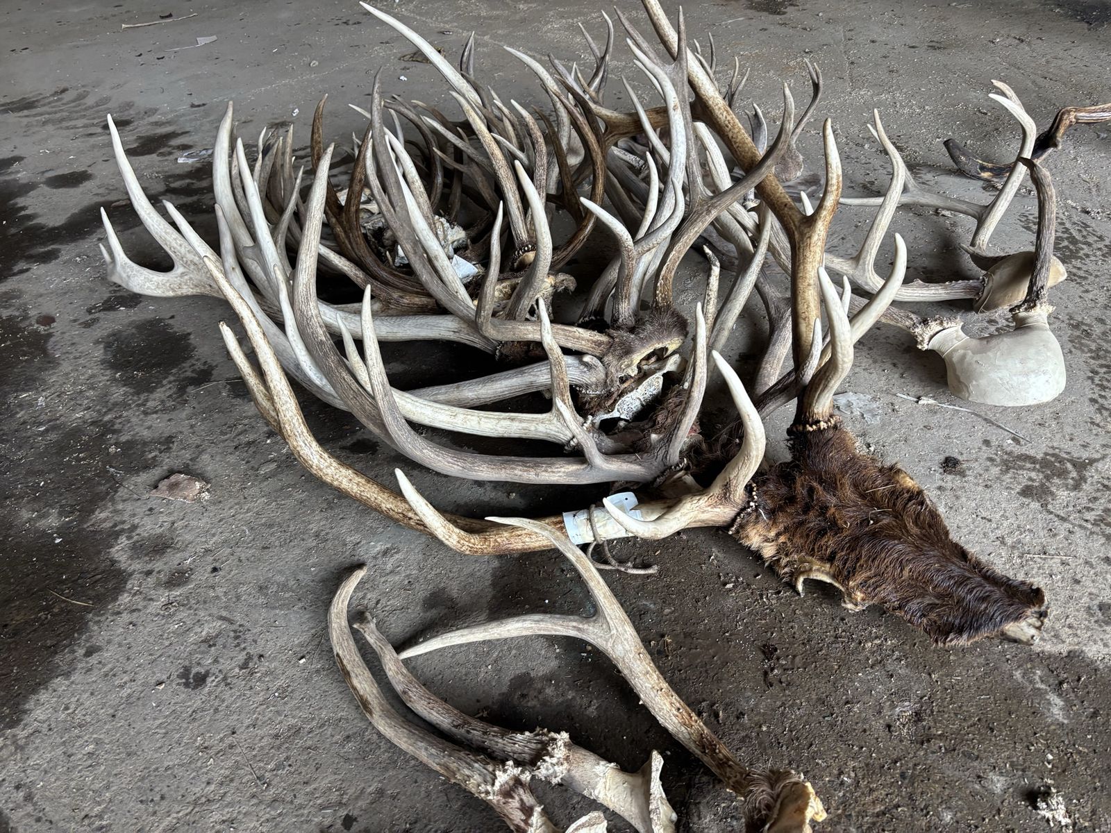 Antlers for sale *lots*