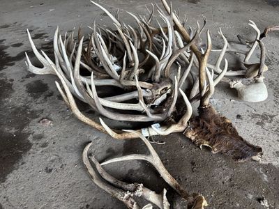 Antlers for sale *lots*