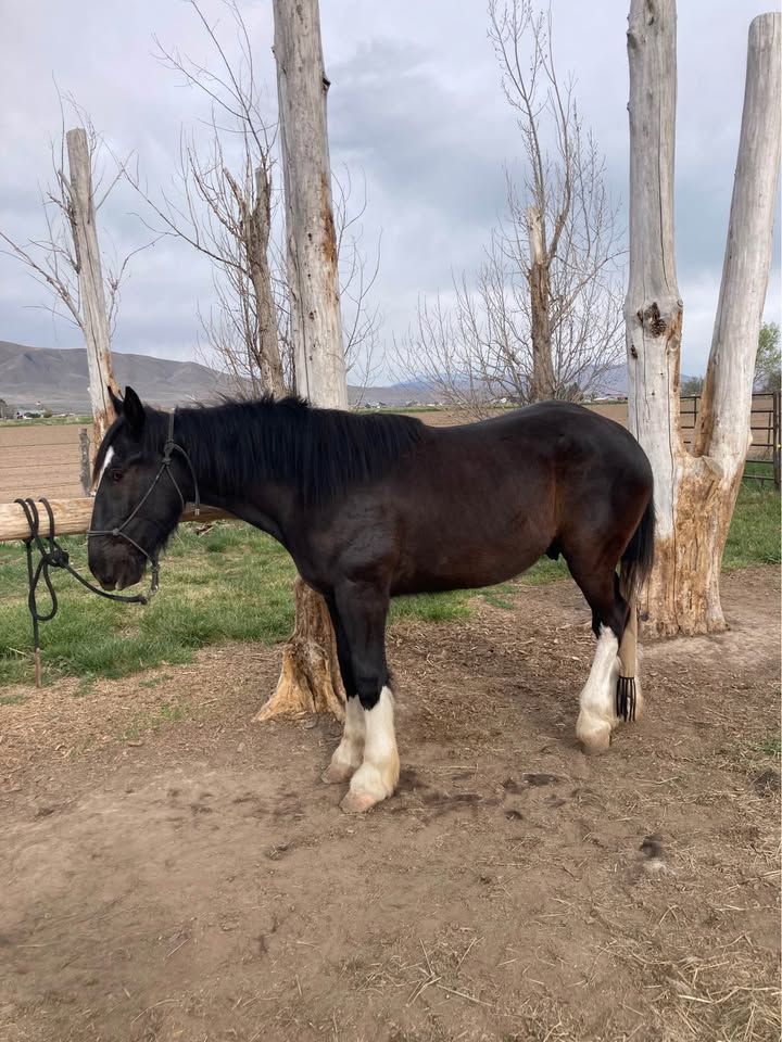 2 Year Old Half Draft Gelding
