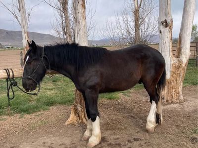 2 Year Old Half Draft Gelding