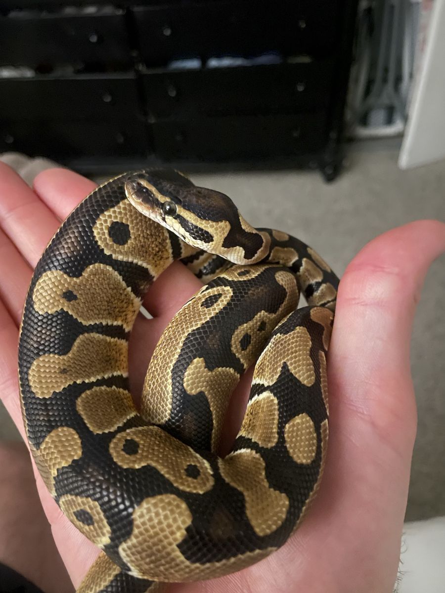 Ball Pythons and Enclosure