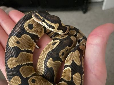 Ball Pythons and Enclosure