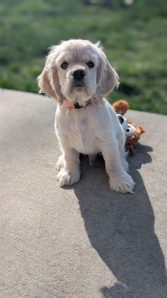 Cocker Spaniel Male