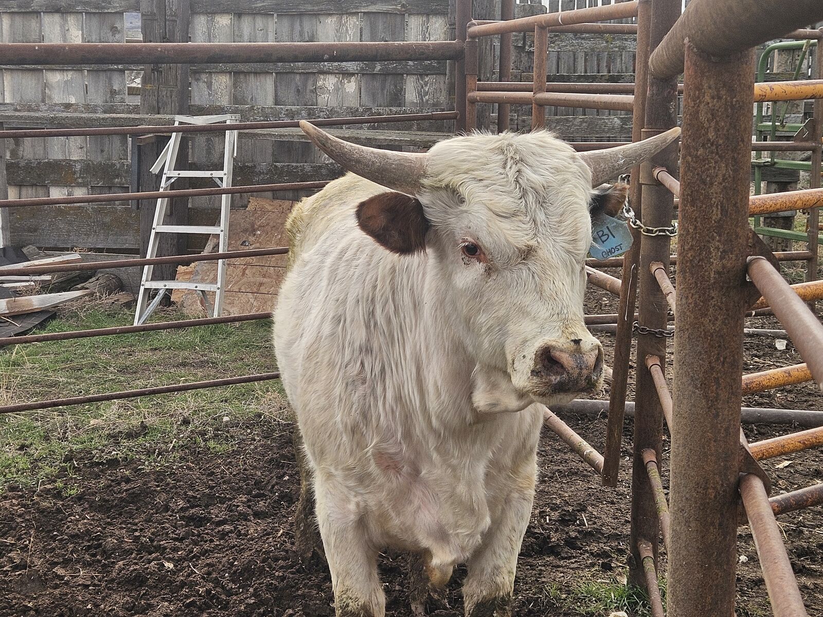 Brahma Longhorn bull