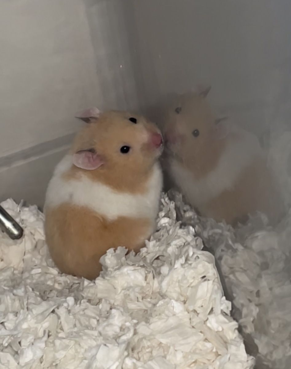 Hamster For Sale