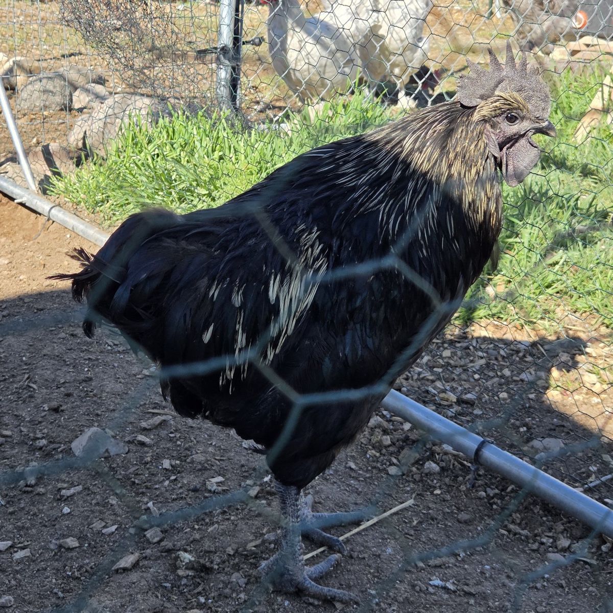 Ayam Cemani rooster - Pet quality