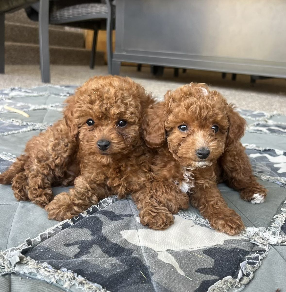Red/Apricot Toy Maltipoo Puppies - Male & Female, Hypoallergenic, Vaccinated, Potty Trained