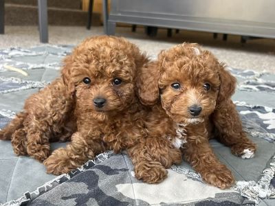 Red/Apricot Toy Maltipoo Puppies - Male & Female, Hypoallergenic, Vaccinated, Potty Trained