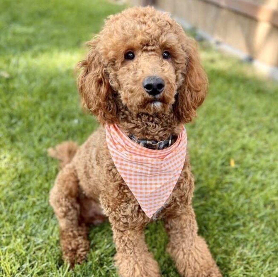 AKC Red Poodle Stud - Medium - Teddy Bear Face