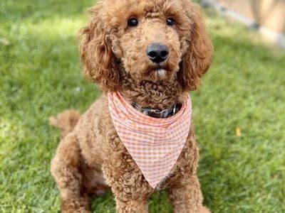 AKC Red Poodle Stud - Medium - Teddy Bear Face