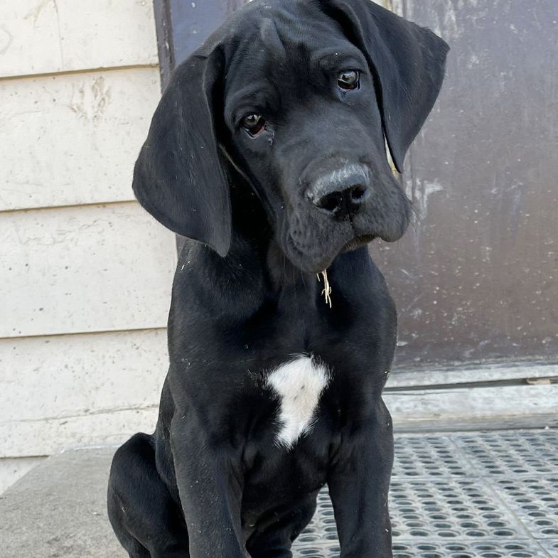 AKC GREAT DANE READY TO GO