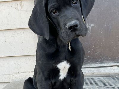 AKC GREAT DANE READY TO GO