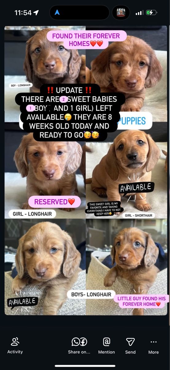 Longhair Dachshund Puppies