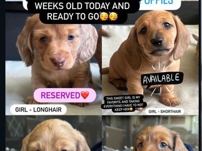 Longhair Dachshund Puppies
