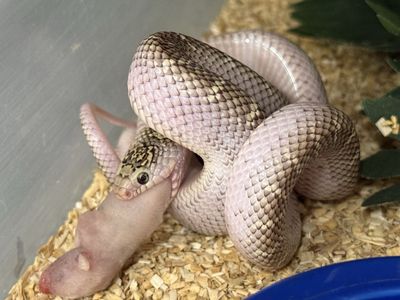 Pair of Brooks Kingsnakes - Axanthic 66% Het Whitesided Male & Whitesided Het Axanthic Female