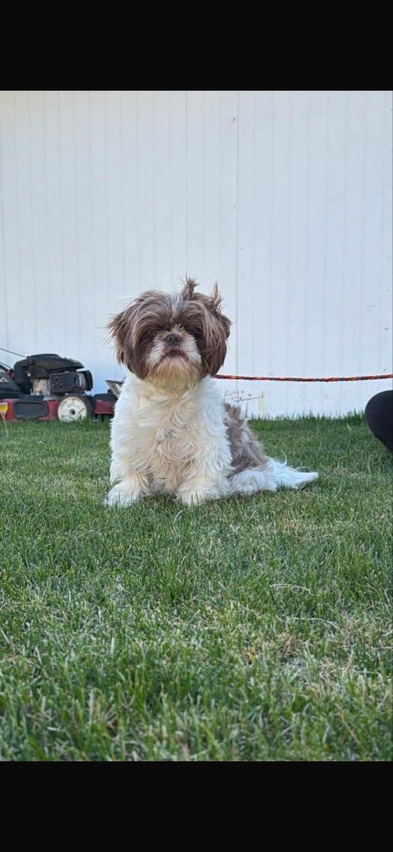 Shih Tzu Dog