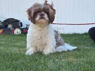 Shih Tzu Dog