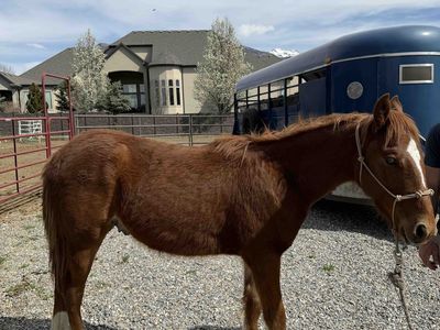 10 month old Tennessee Walker /Saddlebred Stud Colt - Weanling