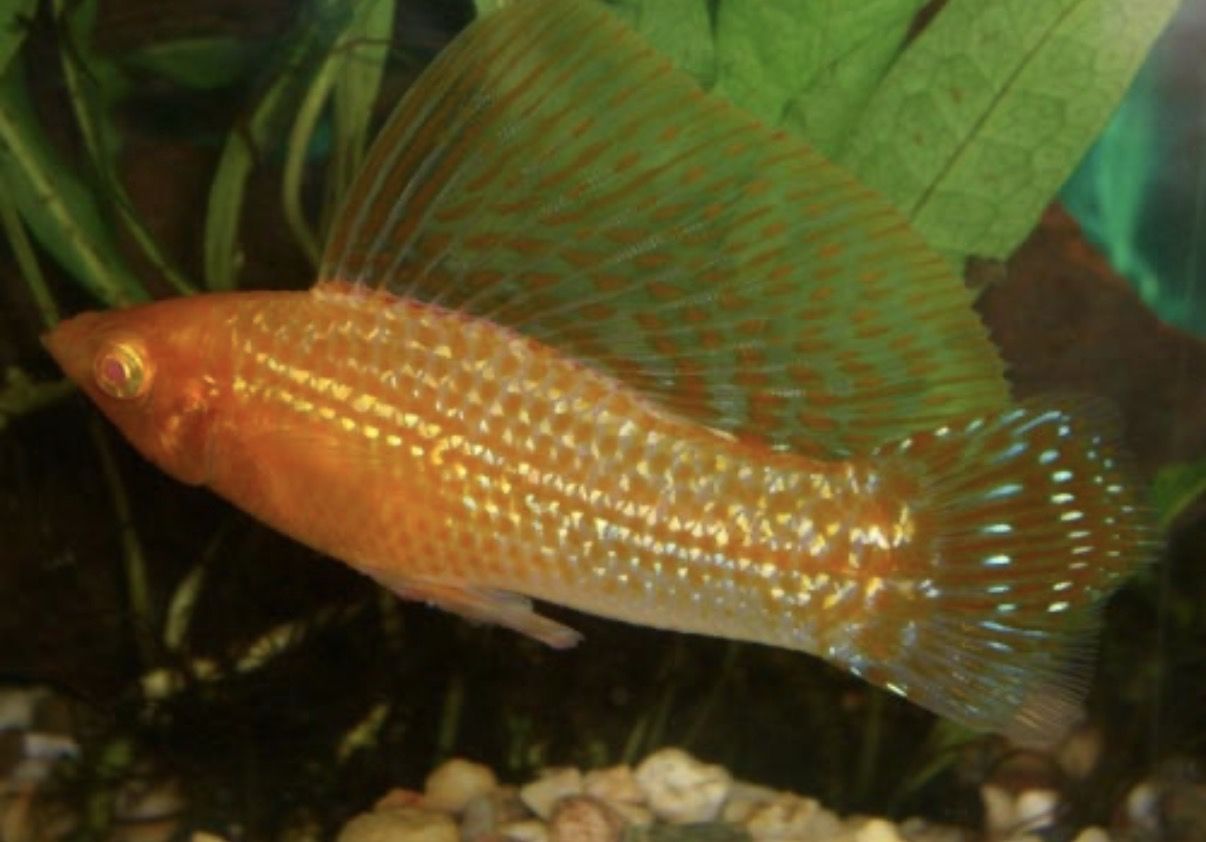 Molly Sailfin