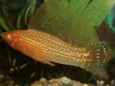 Molly Sailfin