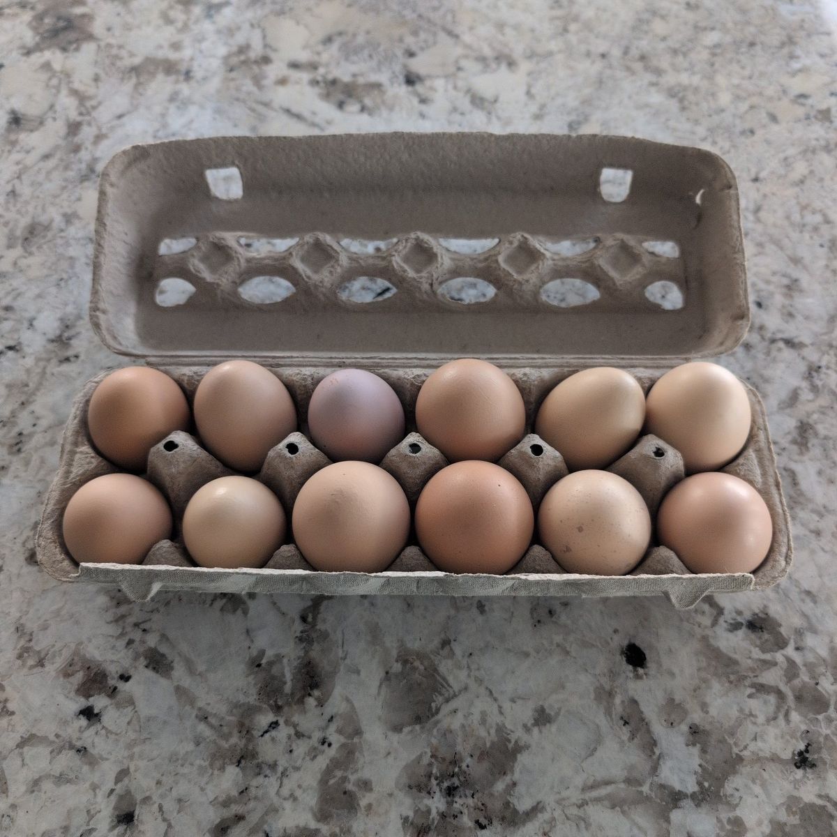 Fresh eggs