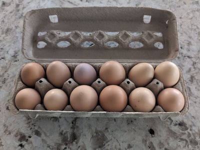 Fresh eggs