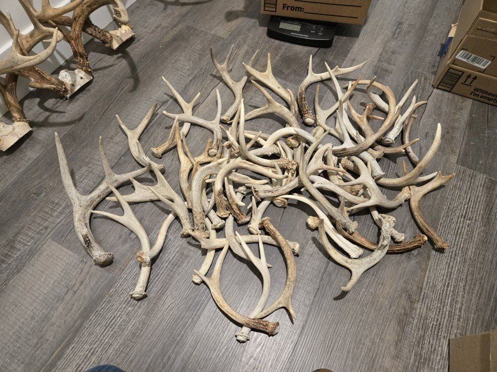 Bulk Lot of Natural Deer Shed Antlers - Approx. 12 lbs Crafting / Dog Chews
