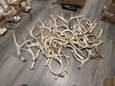 Bulk Lot of Natural Deer Shed Antlers - Approx. 12 lbs Crafting / Dog Chews