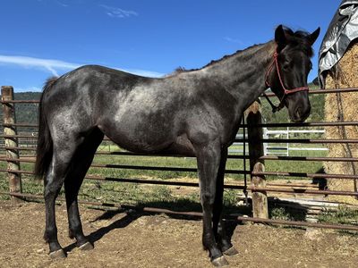 2025 AQHA Blue Roan Filly