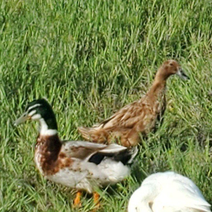 Mixed Ducks Free Range