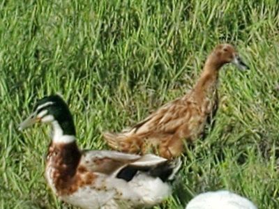 Mixed Ducks Free Range