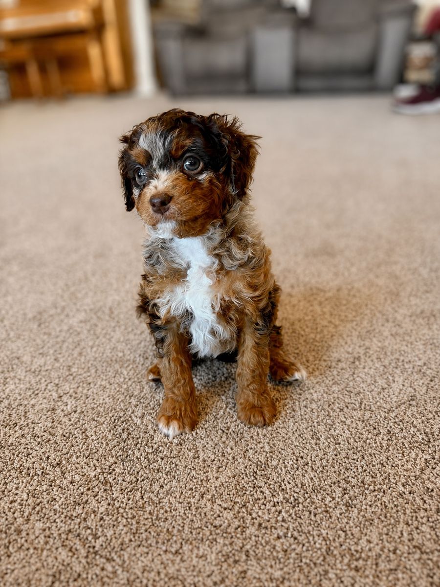 F1b tiny Cavapoos Chocolate Merle Phantom