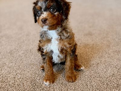 F1b tiny Cavapoos Chocolate Merle Phantom