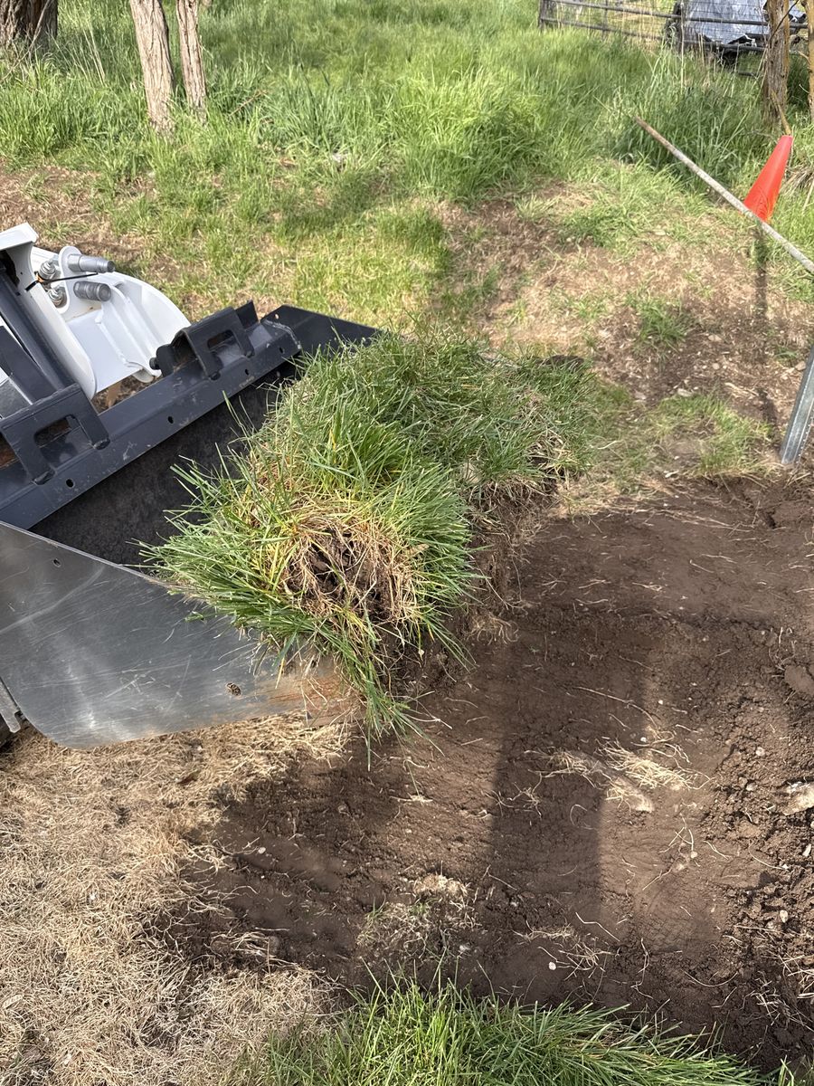 Kentucky Bluegrass sod