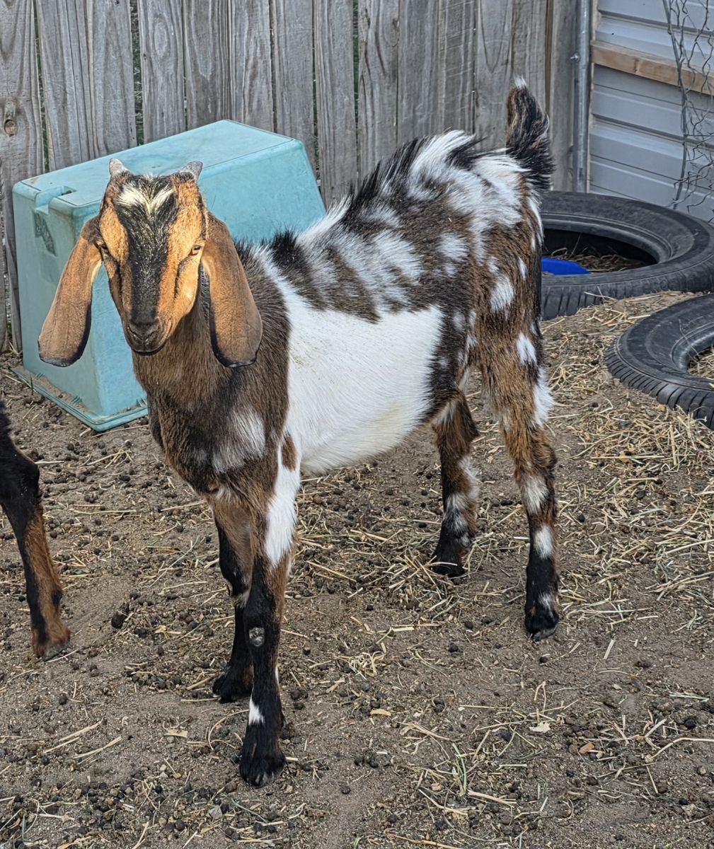 Nubian buckling for sale