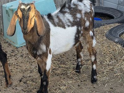 Nubian buckling for sale