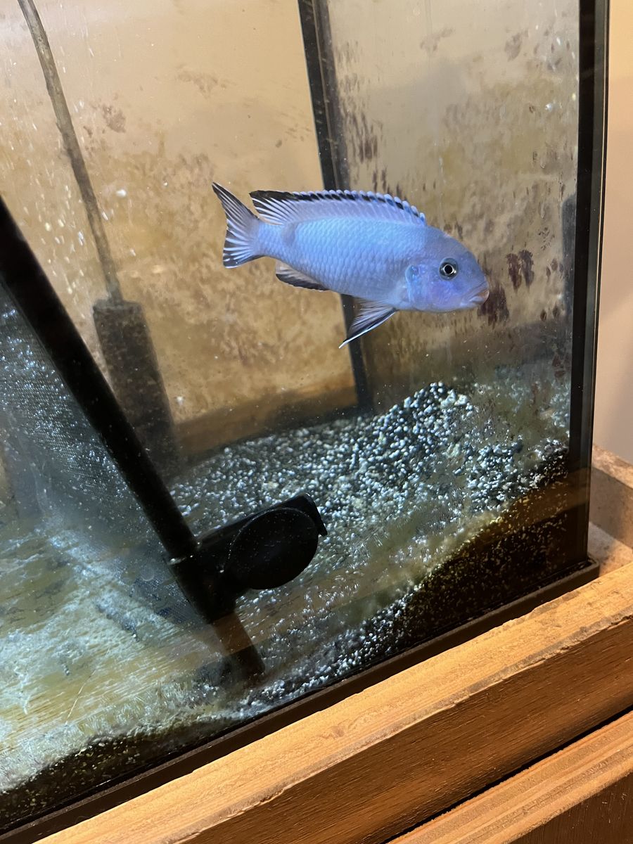 African cichlid mbuna