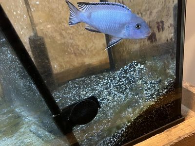 African cichlid mbuna