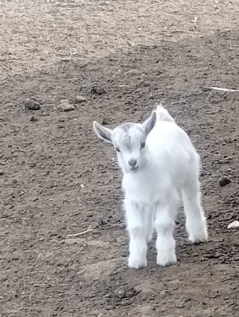 CUTEST BABY GOATS!!