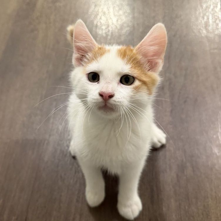 Siamese Maine coon Kitten Mix