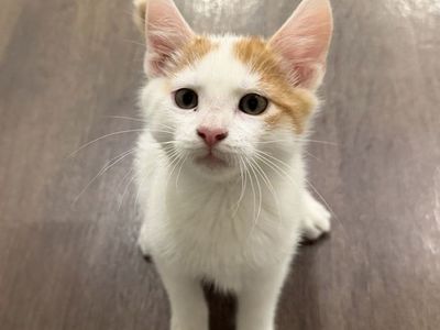 Siamese Maine coon Kitten Mix