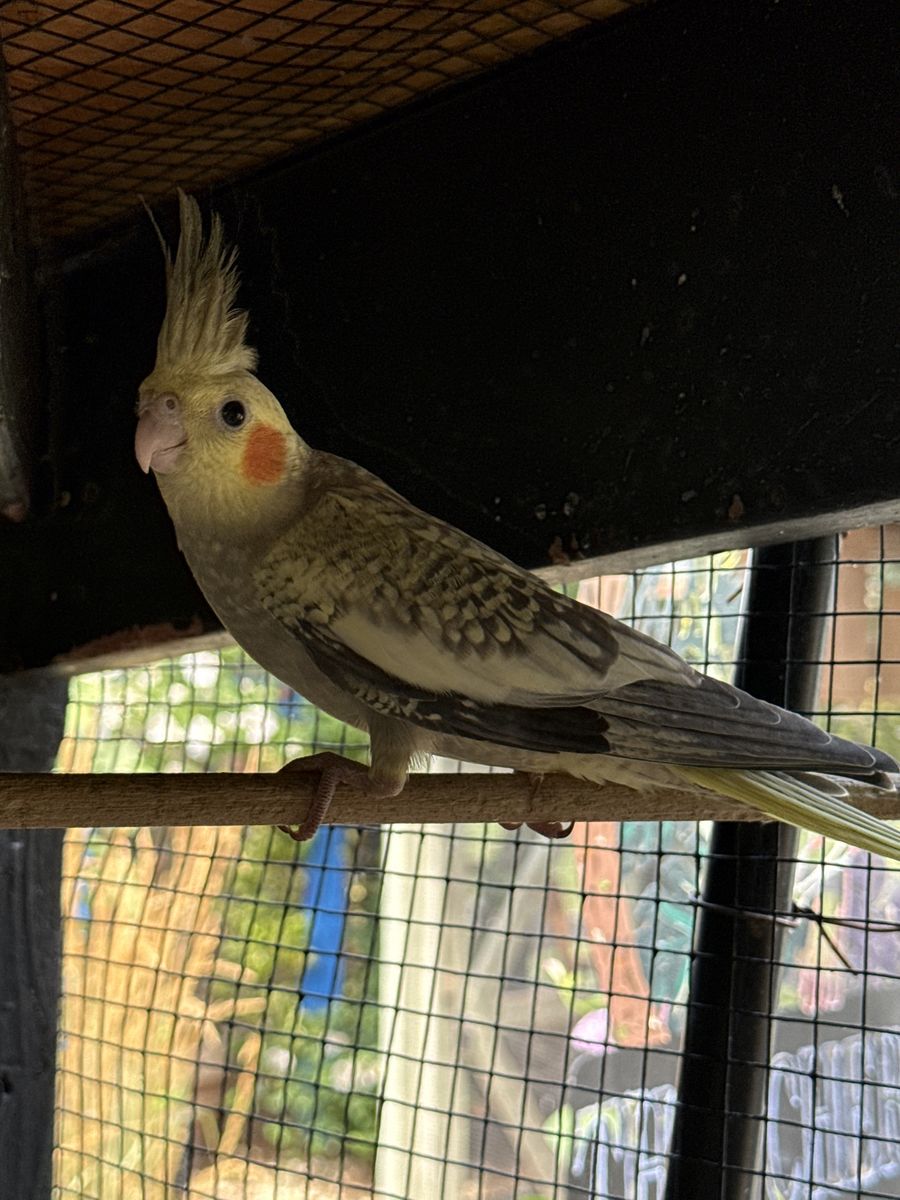 Cockatiel 
