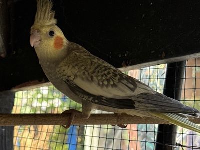 Cockatiel