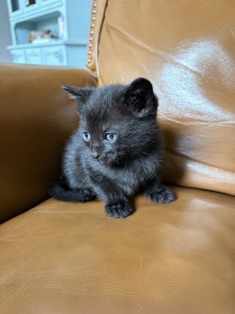 Kittens
