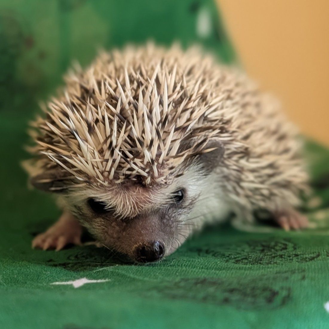 Baby Male Hedgehog "Prickles"