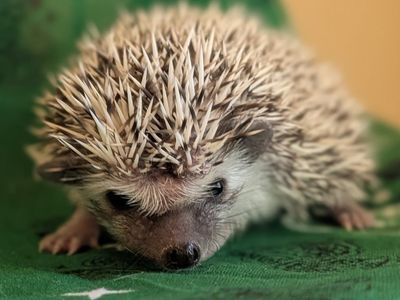 Baby Male Hedgehog "Prickles"