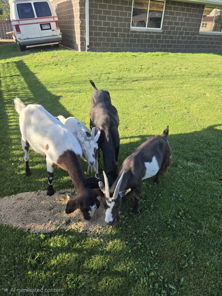 four goats